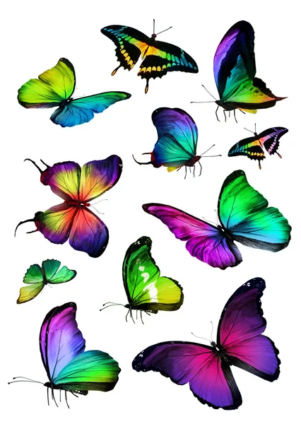Tropické barevné motýly — Stock fotografie