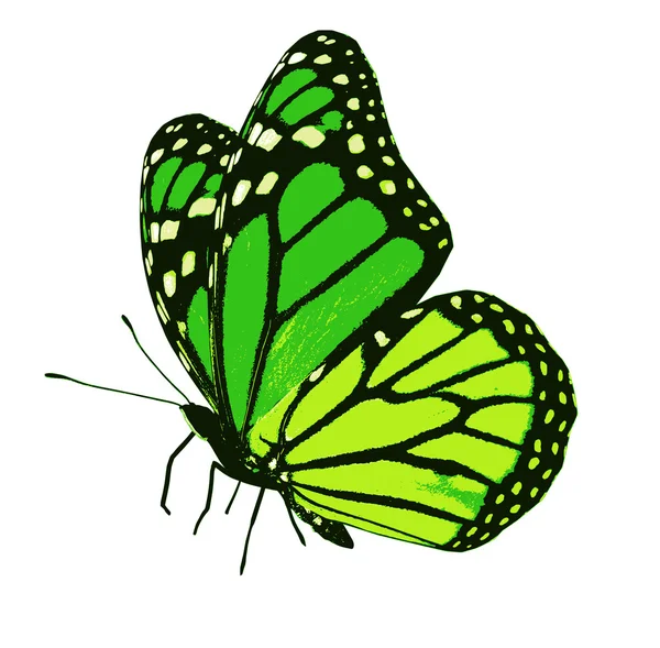 Green butterfly flying — Stock Photo, Image