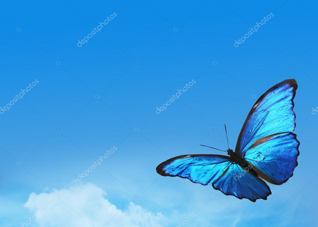 Blue sky with bright butterfly Stock Photo by ©sun_tiger 66193487