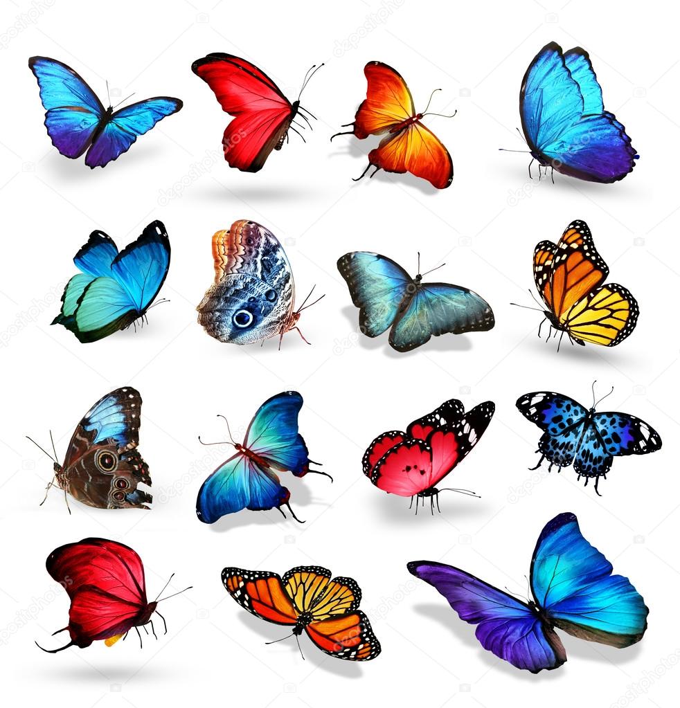 Tropical colorful butterflies