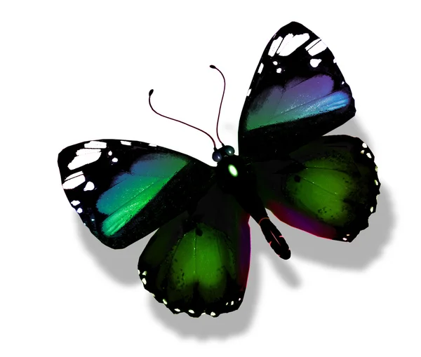 Green butterfly flying — Stock Photo, Image