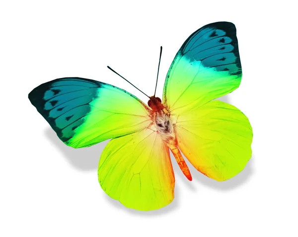 Красочная тропическая бабочка — стоковое фото