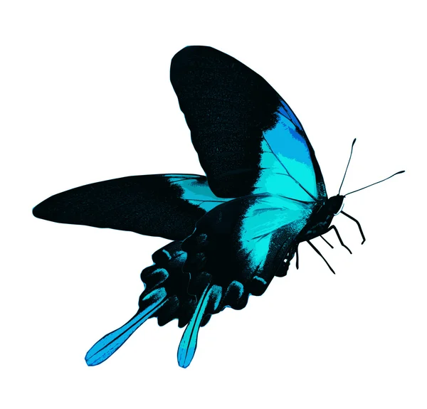 Blue butterfly animal — Stock Photo, Image