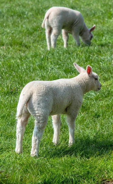 Dois Cordeiros Uma Pastagem Torno Abcoude Holanda 2019 — Fotografia de Stock
