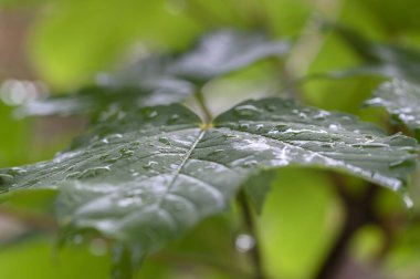 Amsterdam 'da Yaprakta Su Damlalarını Kapat Hollanda 20-6-2021