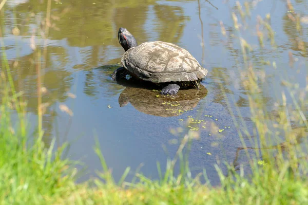 Close Turtle Amsterdam Nederländerna 2021 — Stockfoto