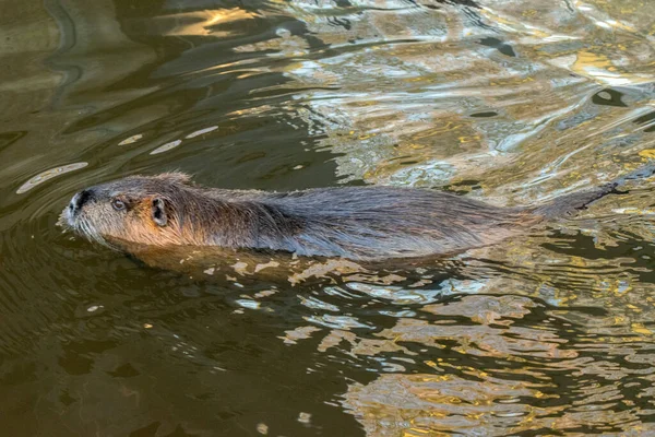 Bóbr Pływający Wodzie Zoo Amsterdamie Holandia 2019 — Zdjęcie stockowe