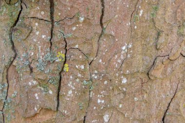 Amsterdam 'daki De Nieuwe Horozu' nda bir Acer Pseudoplatanus Ağacı Kabuğu 26-2021