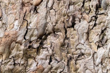 Bark Platanus Hispanica Ağacı Amsterdam 'daki Nieuwe Ooster Mezarlığı 26-3-2021