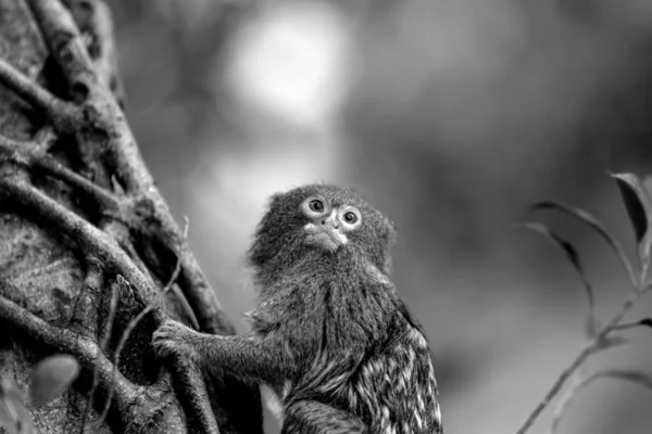 Close Pygmy Marmoset Monkey Tree Black White — Stock Photo, Image