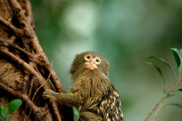 Fechar Pigmy Marmoset Monkey Uma Árvore — Fotografia de Stock