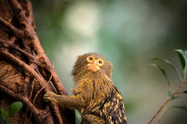 Κοντινό Πλάνο Pygmy Marmoset Μαϊμού Ένα Δέντρο — Φωτογραφία Αρχείου