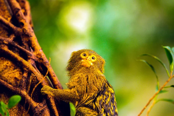 Κοντινό Πλάνο Pygmy Marmoset Μαϊμού Ένα Δέντρο — Φωτογραφία Αρχείου