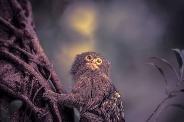 Close Pygmy Marmoset Monkey Tree — Stock Photo, Image