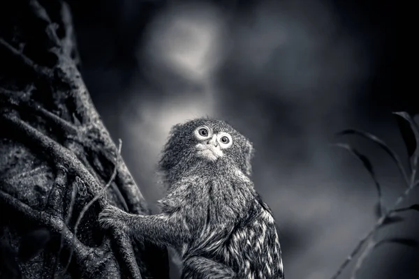 Närbild Pygmy Marmoset Monkey Ett Träd Svart Och Vitt — Stockfoto