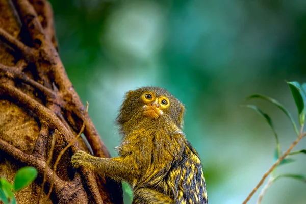 Fechar Pigmy Marmoset Monkey Uma Árvore — Fotografia de Stock