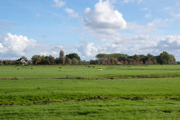 Tierras Agrícolas Alrededor Abcoude Países Bajos 2020 —  Fotos de Stock