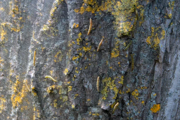 Nahaufnahme Eines Eichenprozessionsspinners Auf Einem Baum — Stockfoto