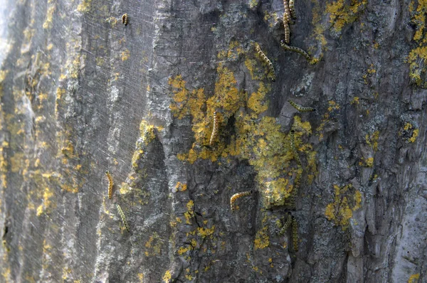 Nahaufnahme Eines Eichenprozessionsspinners Auf Einem Baum — Stockfoto