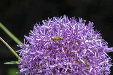 Bir çiçeğin üzerindeki arıya yaklaş.