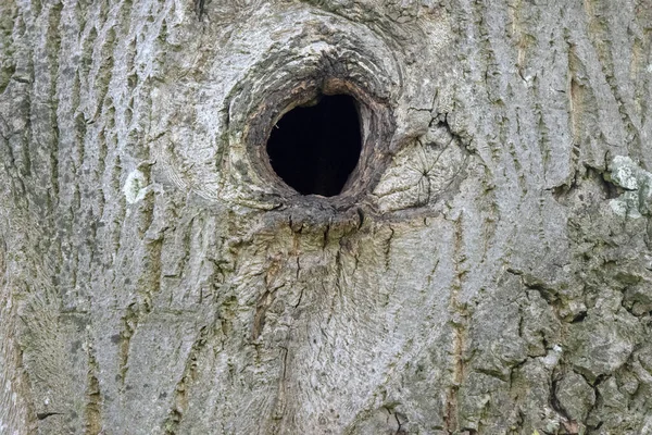 Gros Plan Trou Vide Dans Arbre — Photo