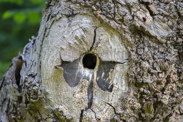 Nahaufnahme Von Einem Leeren Loch Einem Baum — Stockfoto