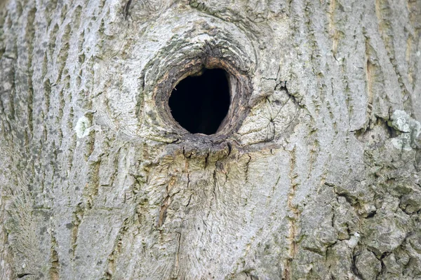 Ağaçtaki Boş Bir Deliğe Yakın — Stok fotoğraf