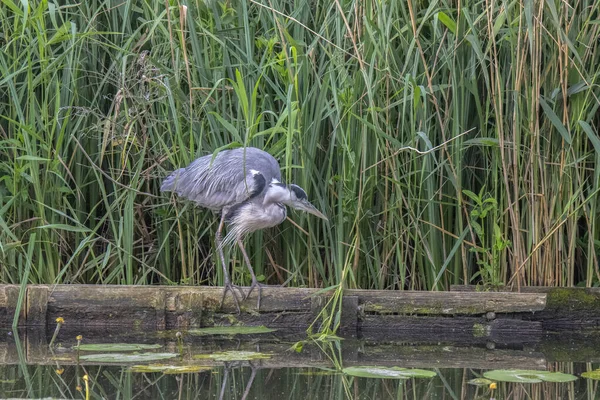 Primer Plano Una Garza Cazando Peces Ámsterdam Los Países Bajos —  Fotos de Stock