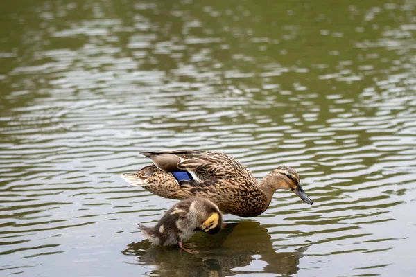 Gros Plan Canard Colvert Marchant Sur Eau Amsterdam Pays Bas — Photo