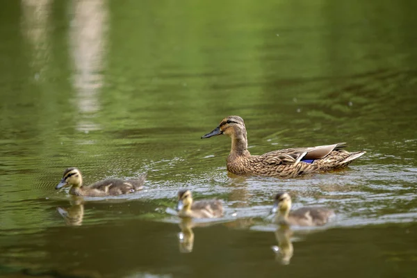 Закройте Крякву Маленькими Детьми Воде Амстердаме Нидерланды Июня 2020 — стоковое фото