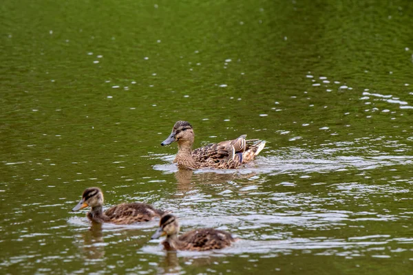 Primer Plano Mallard Con Los Más Pequeños Agua Ámsterdam Países — Foto de Stock