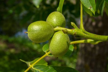 Genç Ceviz Ağacına Yakın