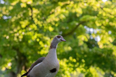 Amsterdam 'da Bir Mısırlı Kaz Yaklaş Hollanda 25-6-2020