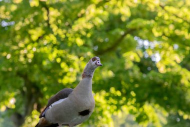 Amsterdam 'da Bir Mısırlı Kaz Yaklaş Hollanda 25-6-2020