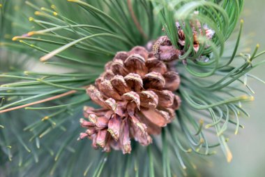 Pinus Heldreichii Ağaç Tabelasını Kapat