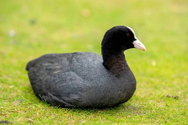 Nahaufnahme Einer Eurasischen Wurzel — Stockfoto