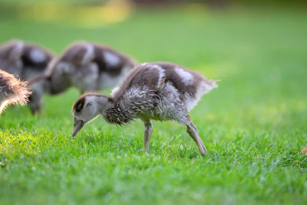 Närbild Baby Egyptiska Gooses Amsterdam Nederländerna 2020 — Stockfoto