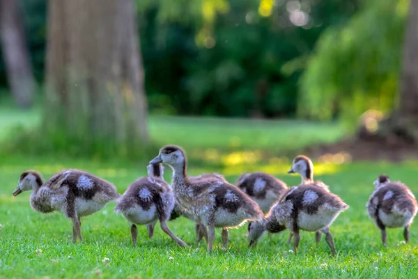 Gros Plan Sur Les Cygnes Égyptiens Amsterdam Aux Pays Bas — Photo