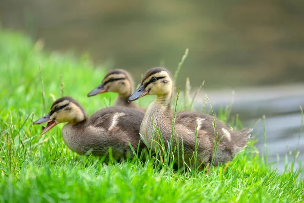 Primer Plano Los Patos Jóvenes Mallard Ámsterdam Junio 2020 — Foto de Stock