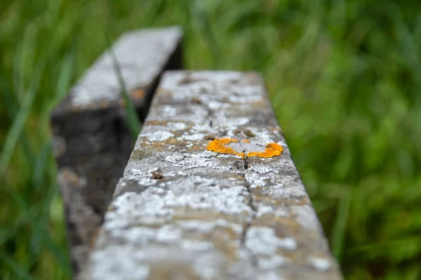 Närbild Top Grave Judiska Kyrkogården Zeeburg Amsterdam Nederländerna 2020 — Stockfoto