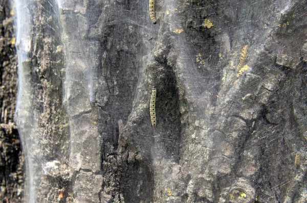 Close Web Oak Processionary — Fotografia de Stock