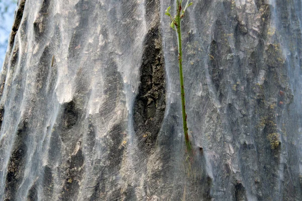 Close Web Oak Processionary — Fotografia de Stock