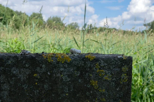 Tombes Cimetière Juif Zeeburg Amsterdam Pays Bas 2020 — Photo