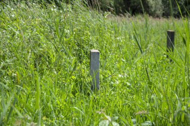 Amterdam 'daki Yahudi Mezarlığı Zeeburg' da Mezarlar 22-6-2020 