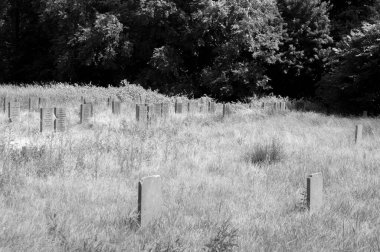 Amterdam 'daki Yahudi Mezarlığı Zeeburg' da Mezarlar 22-6-2020 