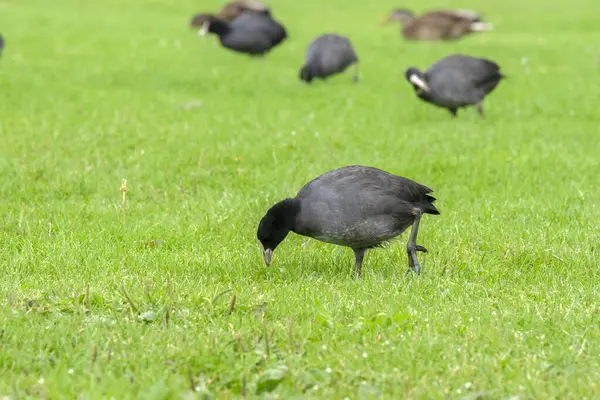 Eurasian Coots Eating Grass Amsterdam Pays Bas 2020 — Photo