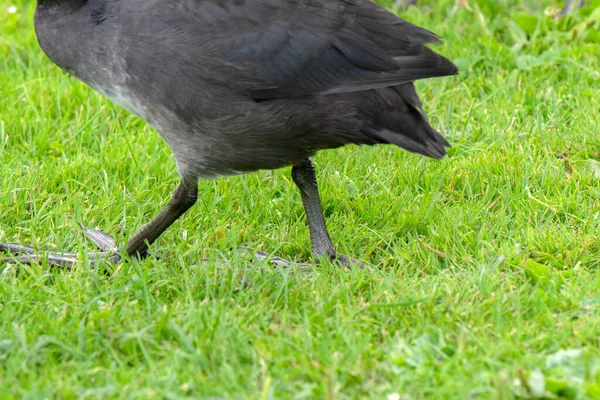 Foot Eurasian Coot Walking Amsterdam Нідерланди 2020 — стокове фото