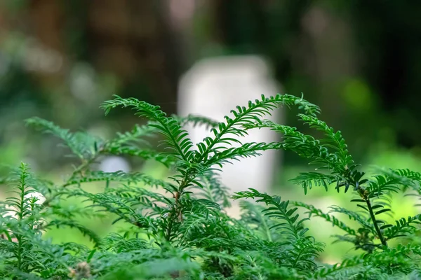 Tombstone Leaves Amsterdam Holanda 2020 —  Fotos de Stock