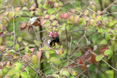 Yaban arısı Weesp 'te Çiçekte Yaban Arısı. Hollanda 20-7-2020