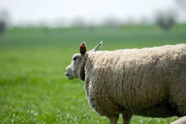 Close Sheep Eating Abcoude Nederland 2019 — Stockfoto